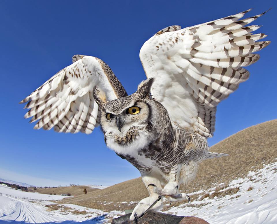 great gray owl wingspan