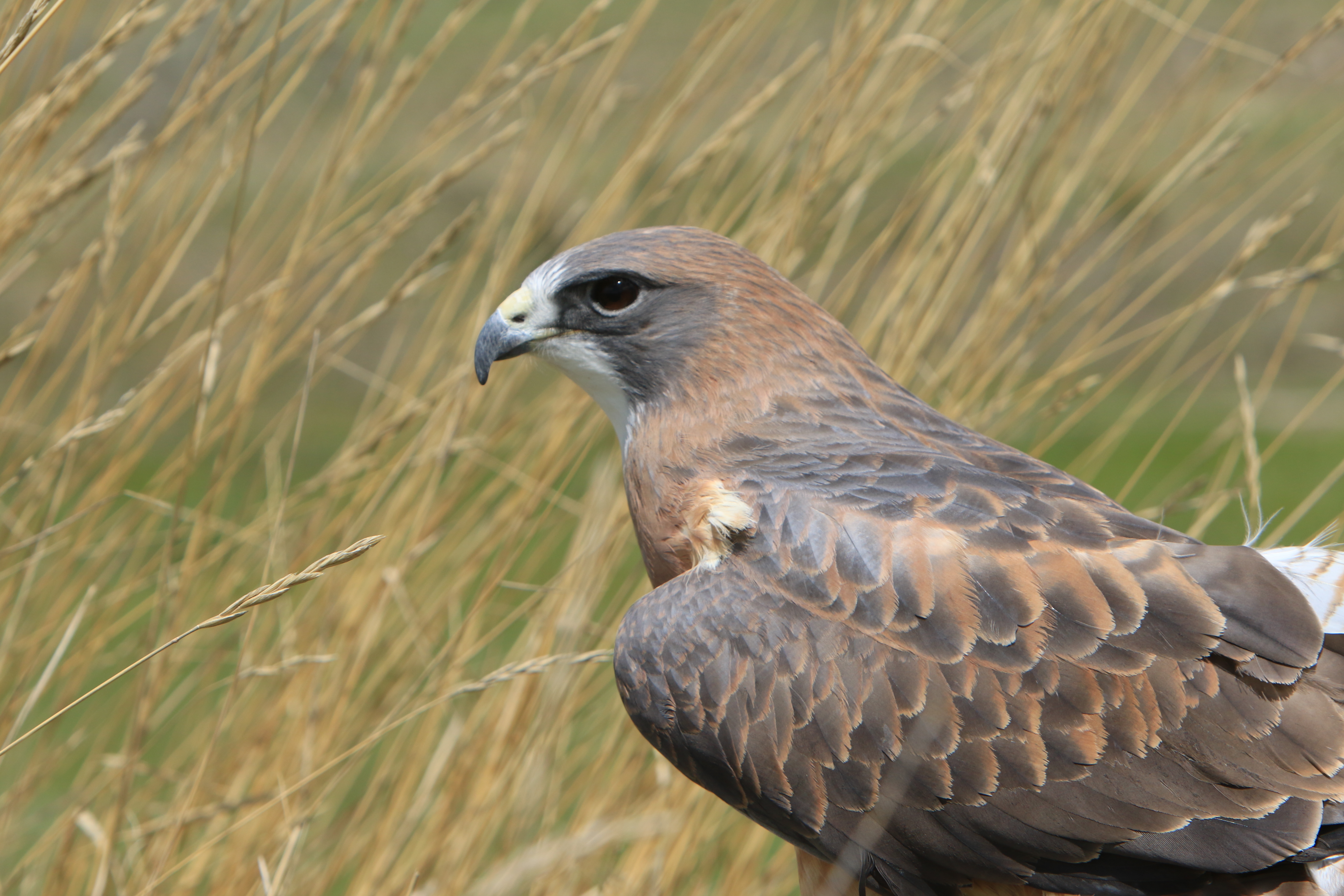 Chaco Montana Raptor Conservation Center