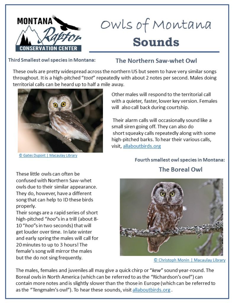 owl sounds