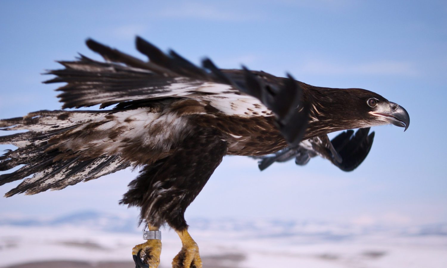 Montana Raptor Spring Home - Montana Raptor Conservation Center