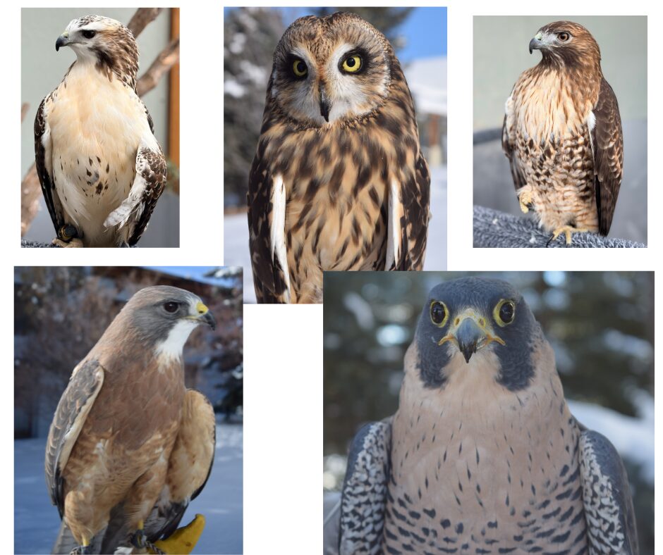 Montana Raptor Spring Adopt-a-Raptor - Montana Raptor Conservation Center
