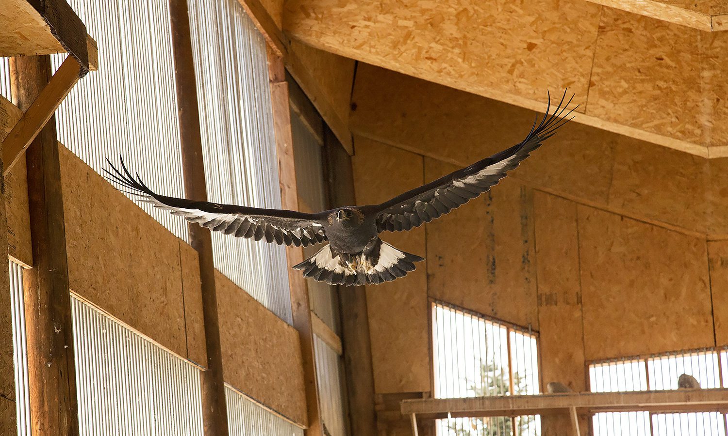 Montana Raptor Spring Home - Montana Raptor Conservation Center