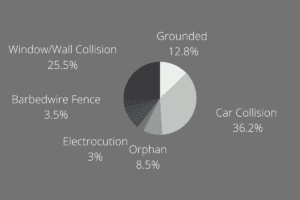 Graph of injury calls