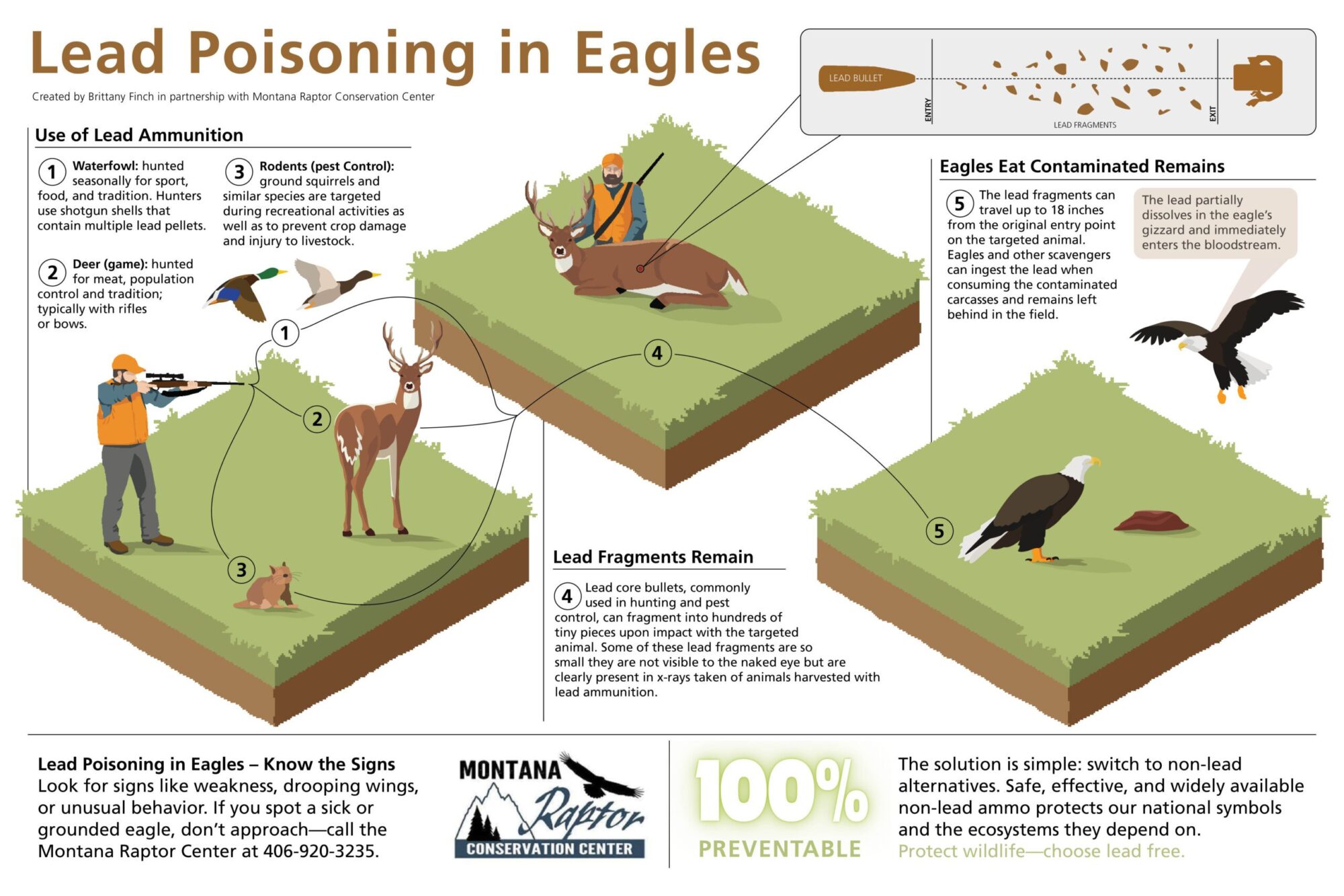 lead ammunition effects wildlife poisoning