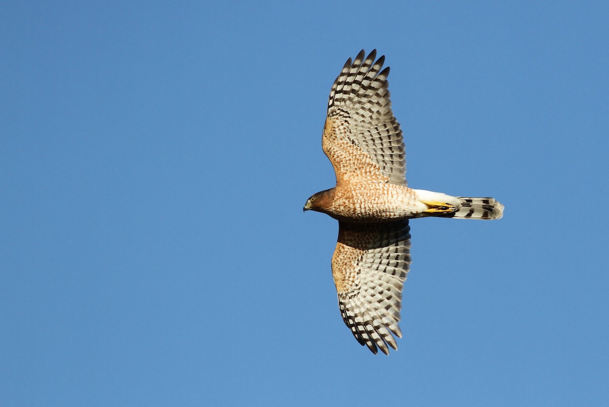 Cooper’s Hawk - Montana Raptor Conservation Center