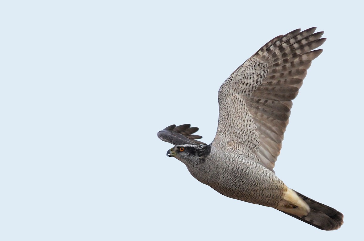 Northern Goshawk - Montana Raptor Conservation Center