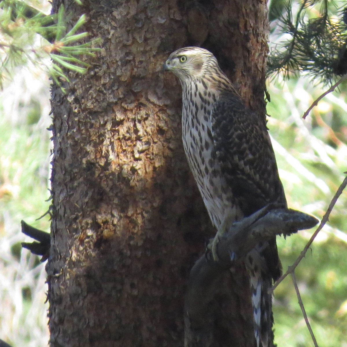 Northern Goshawk - Montana Raptor Conservation Center