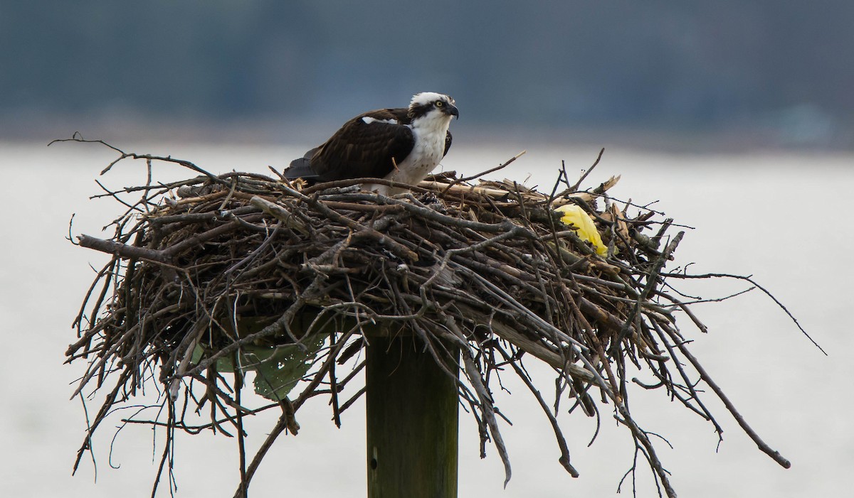 Montana Raptor Spring Osprey - Montana Raptor Conservation Center