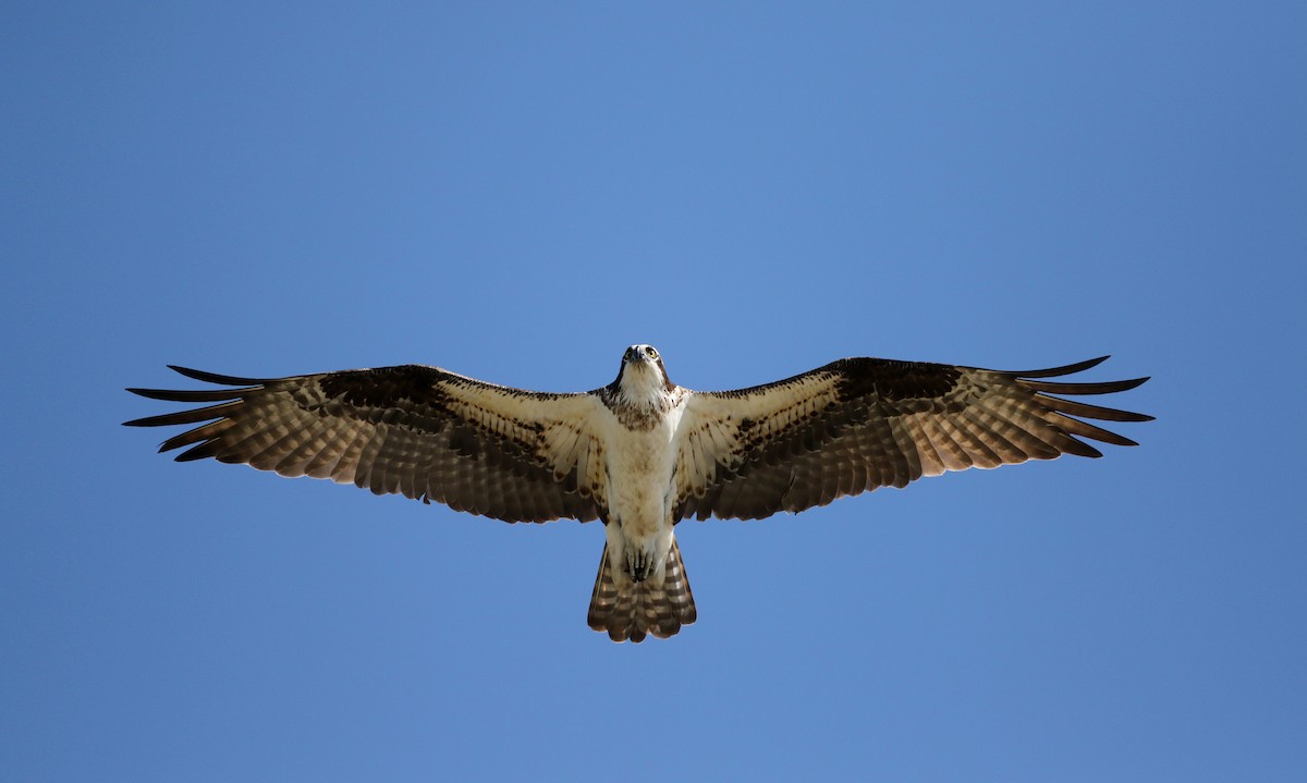 Montana Raptor Spring Osprey - Montana Raptor Conservation Center