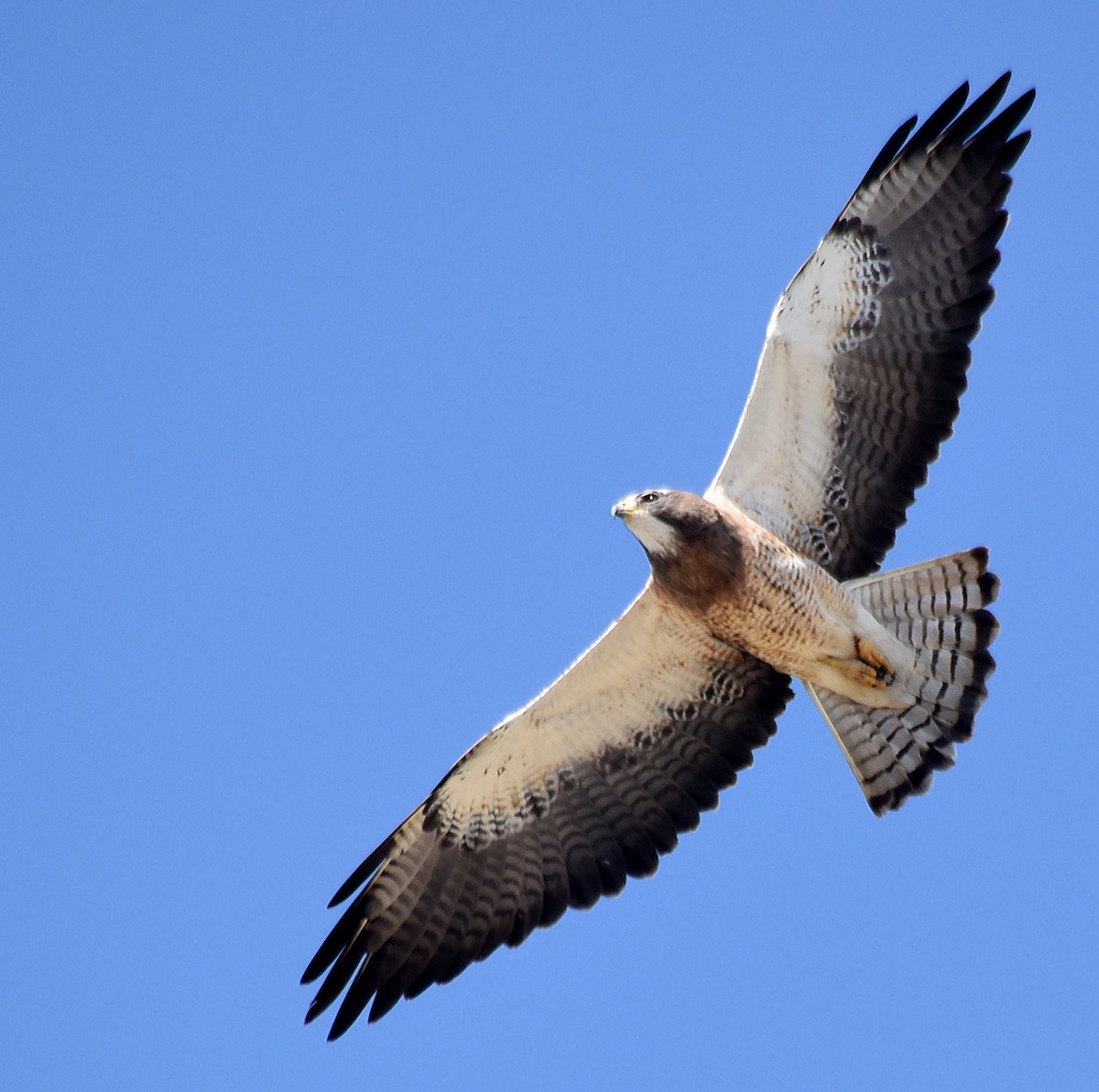 Swainson’s Hawk - Montana Raptor Conservation Center