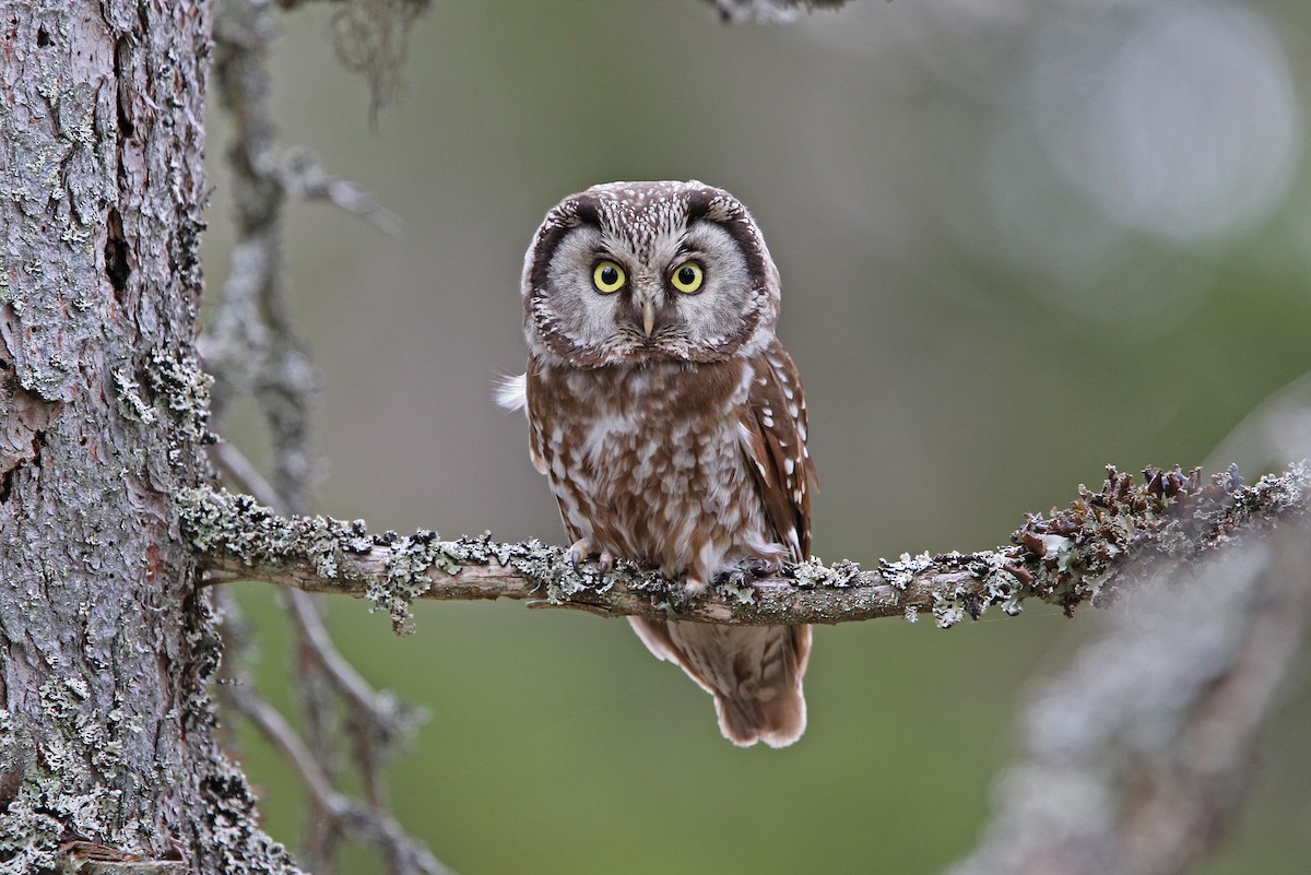 Boreal Owl - Montana Raptor Conservation Center